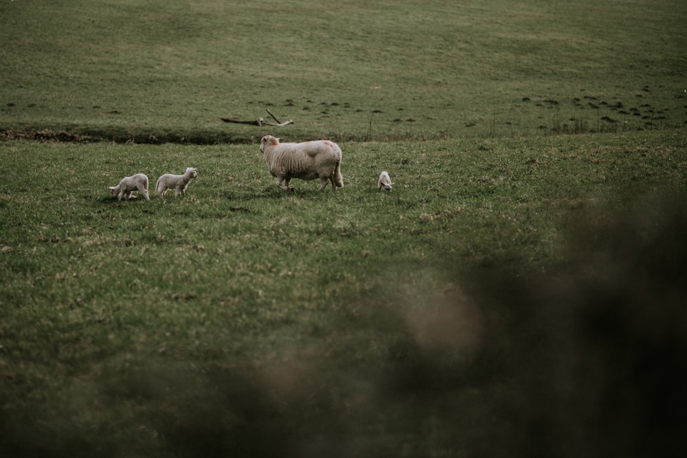 herd of sheep on green grass field during daytime