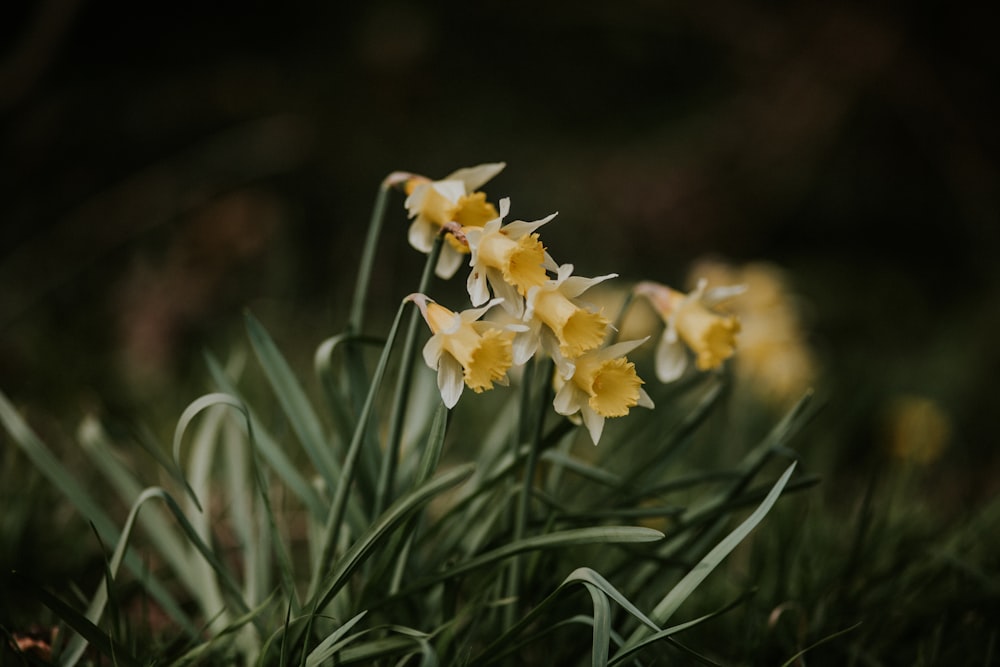 yellow and white flower in tilt shift lens