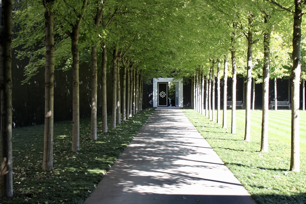 gray concrete pathway between green trees during daytime