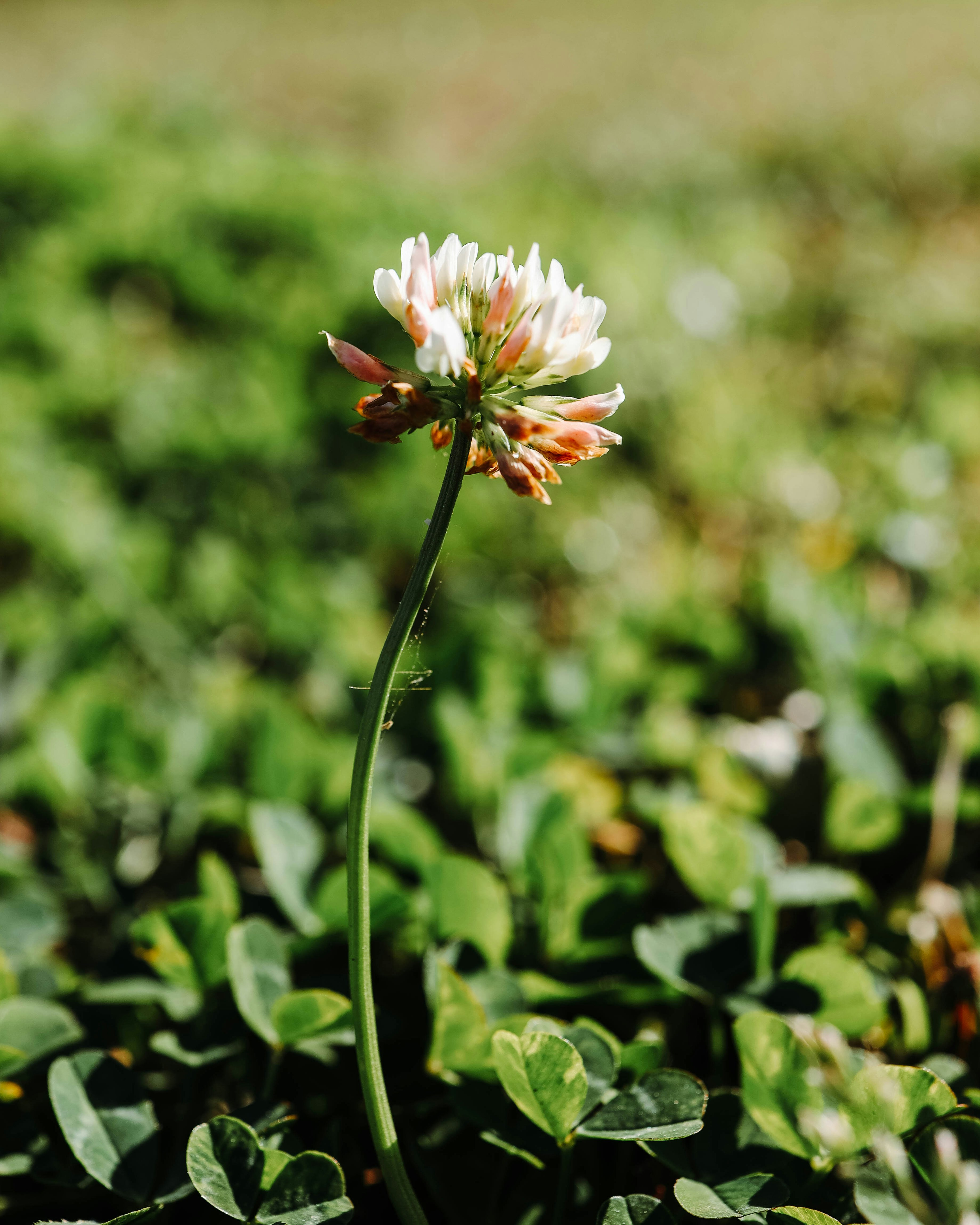 Photo by jessedpoole