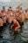 A group of swimmers wearing colorful swim caps and various swimsuits stand together in a body of water. The atmosphere appears lively and joyful, with people smiling and interacting with one another.