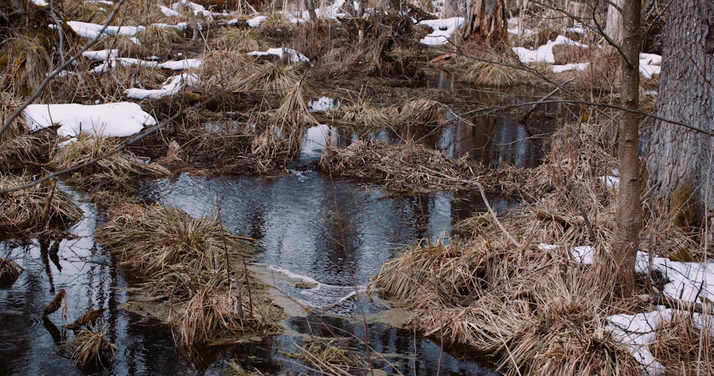 brown dried grass on river