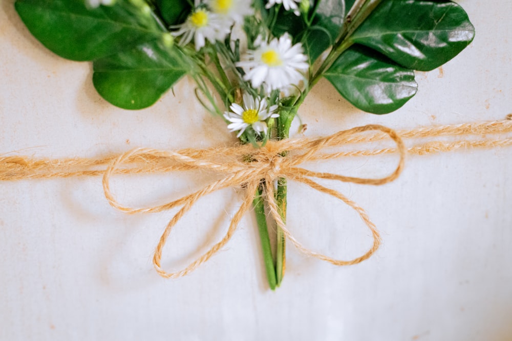 white and yellow daisy flower