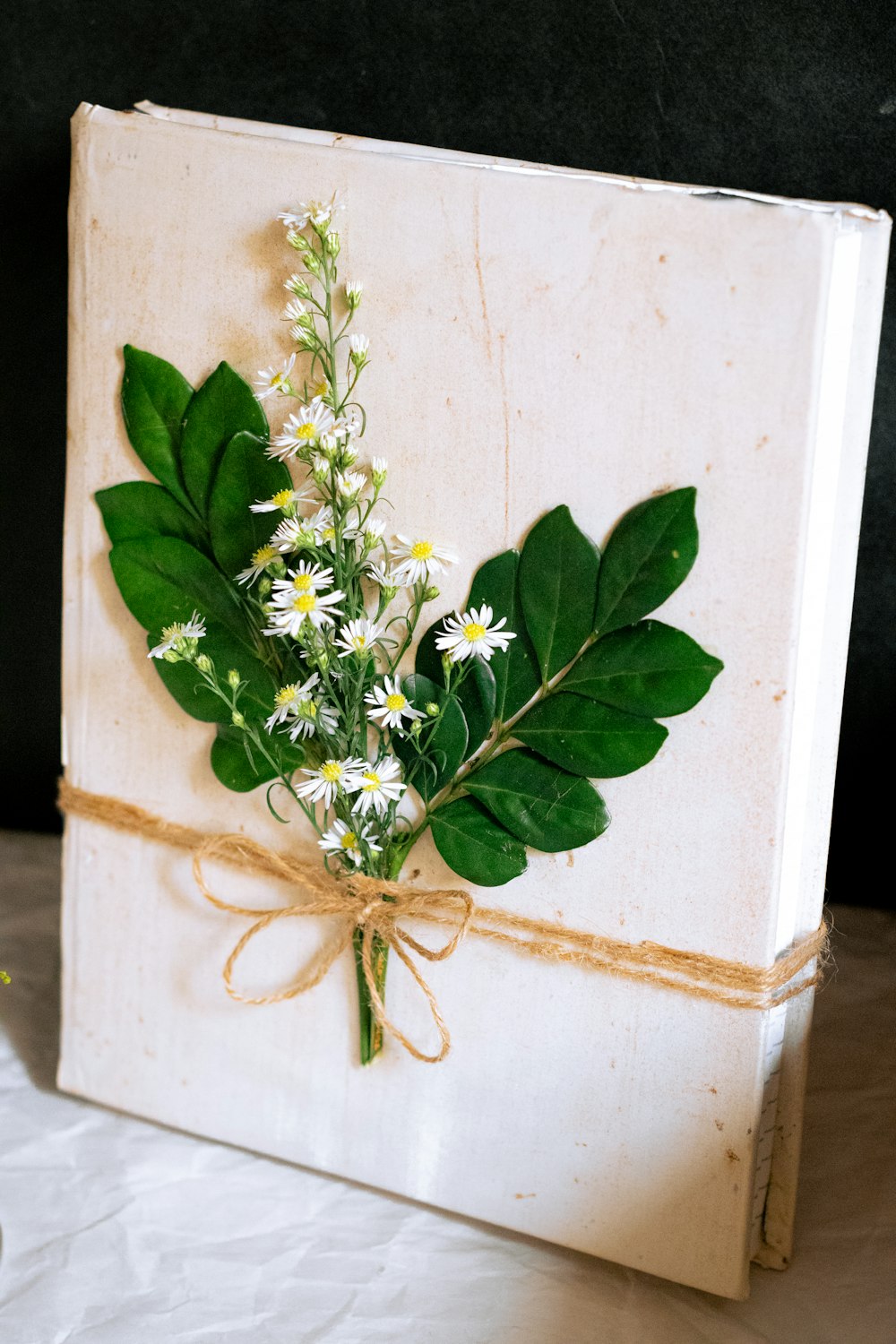 green plant on white ceramic pot