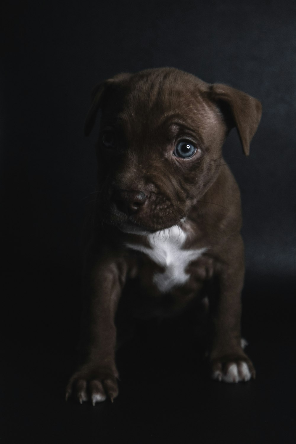 brown and white american pitbull terrier puppy