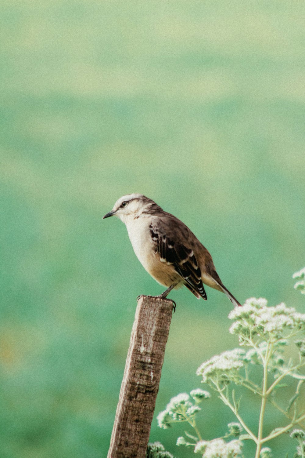 brown and white bird on brown wooden fence