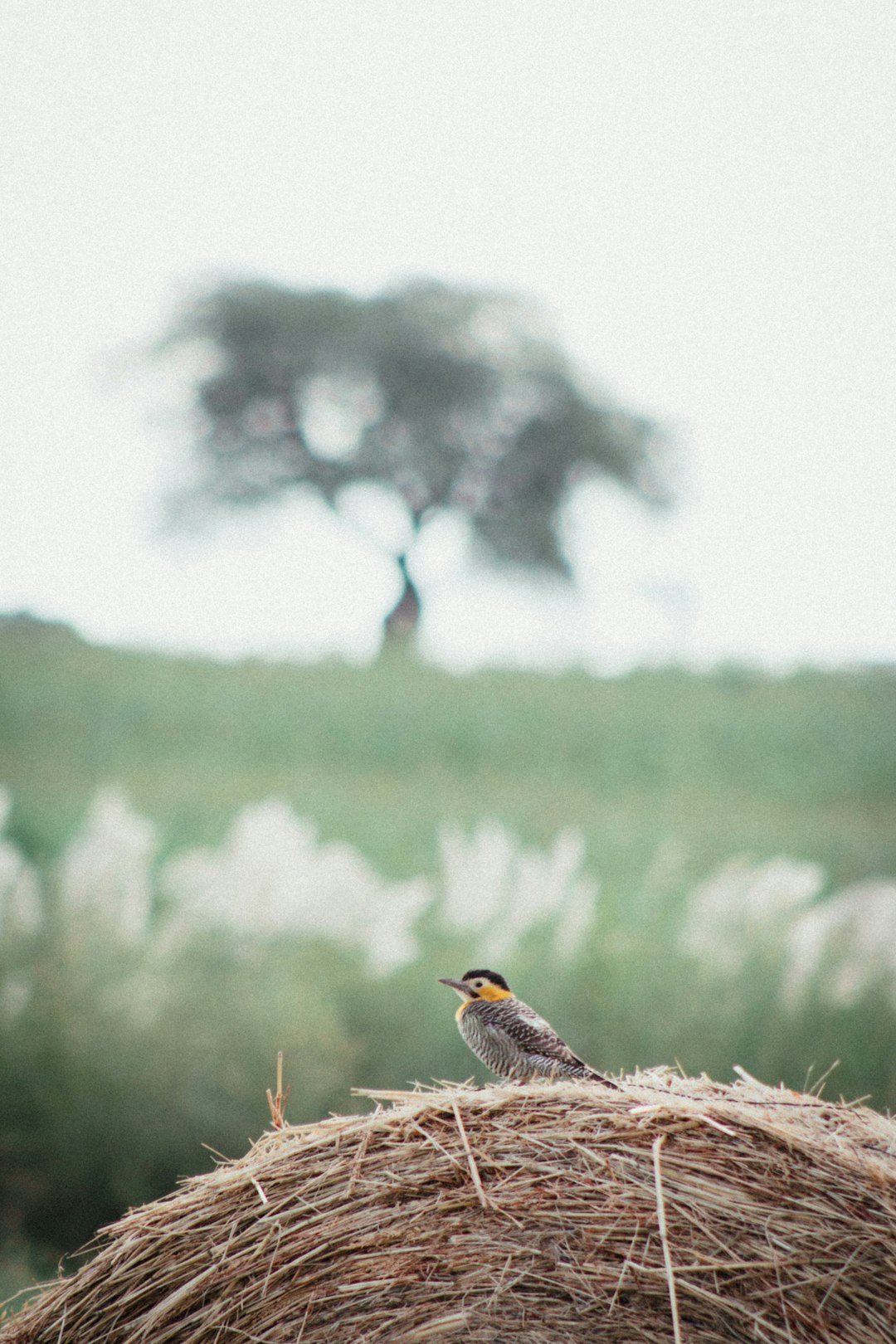 brown and black bird on brown grass during daytime