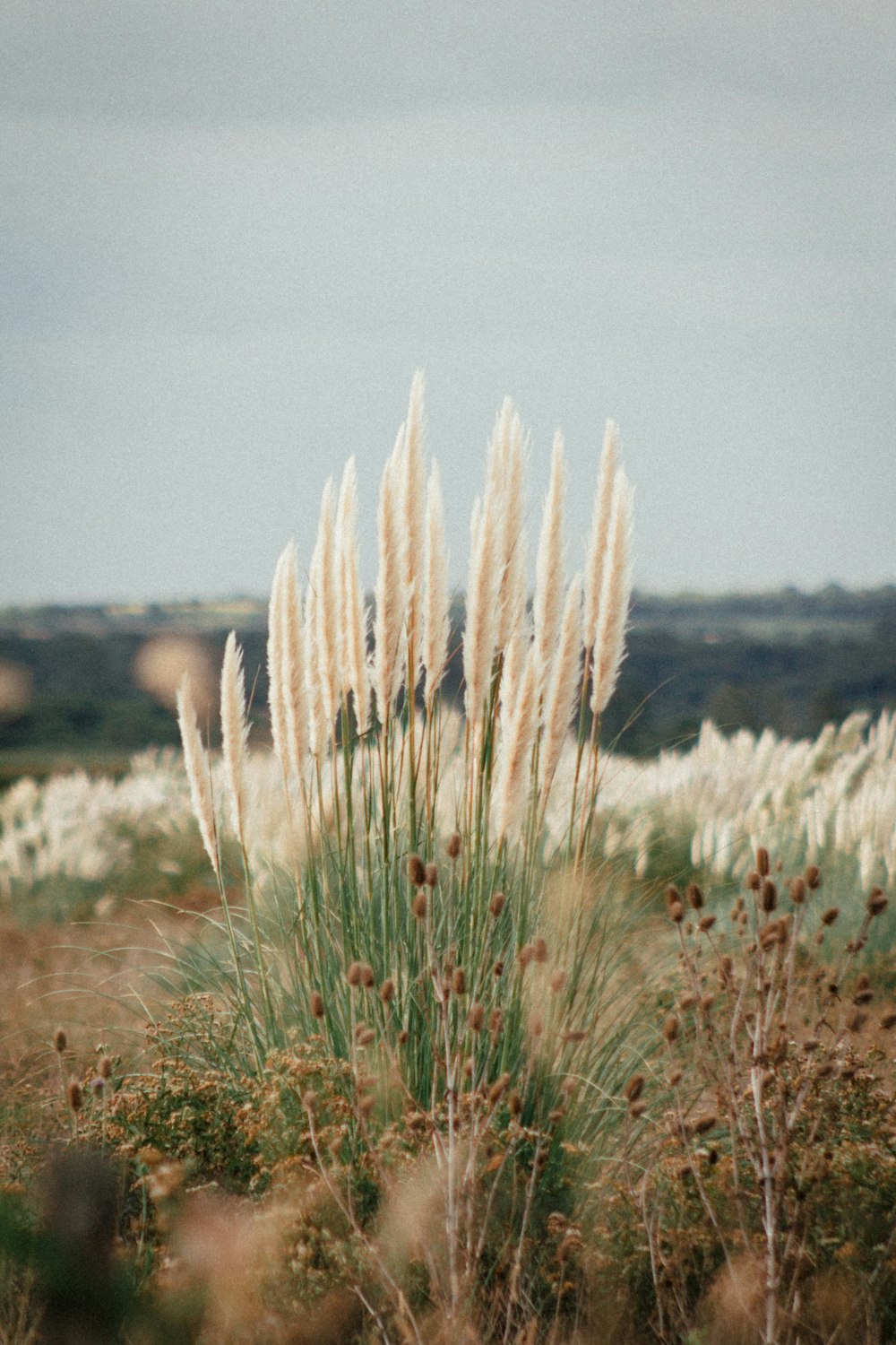 white grass on brown field during daytime