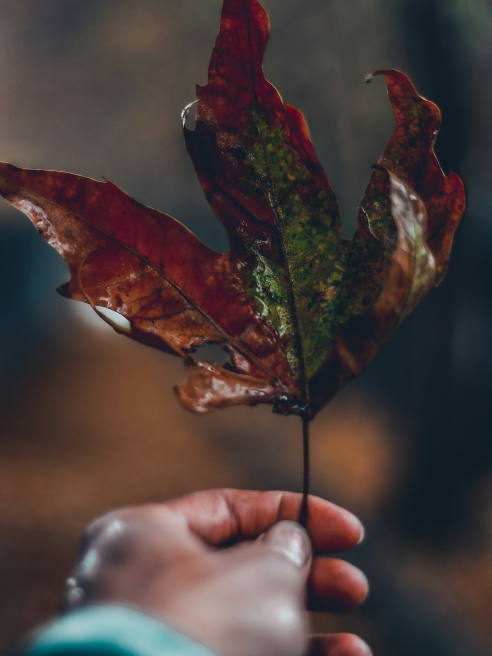 person holding red and green leaf