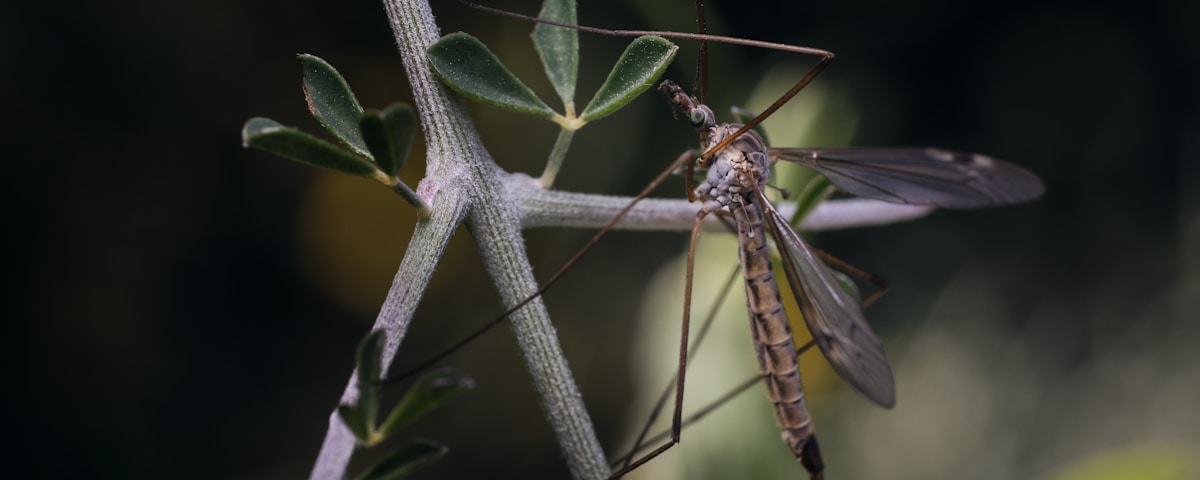 brown and black dragonfly perched on green plant stem in close up photography during daytime