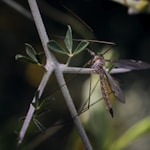 brown and black dragonfly perched on green plant stem in close up photography during daytime