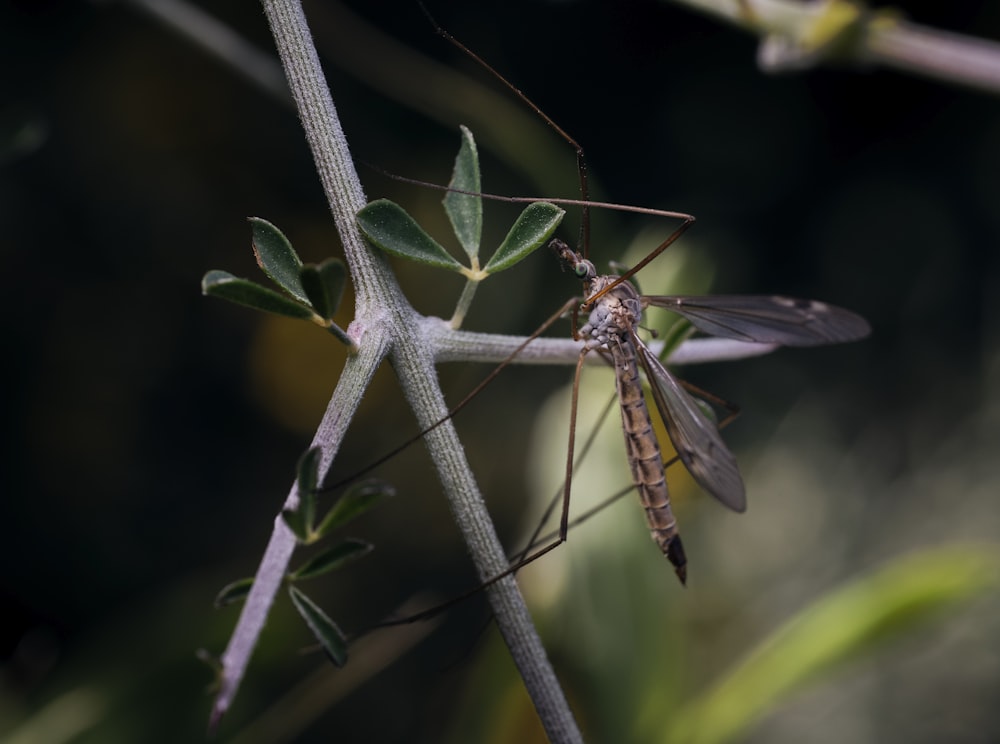 libélula marrón y negra posada en el tallo verde de la planta en la fotografía de primer plano durante el día
