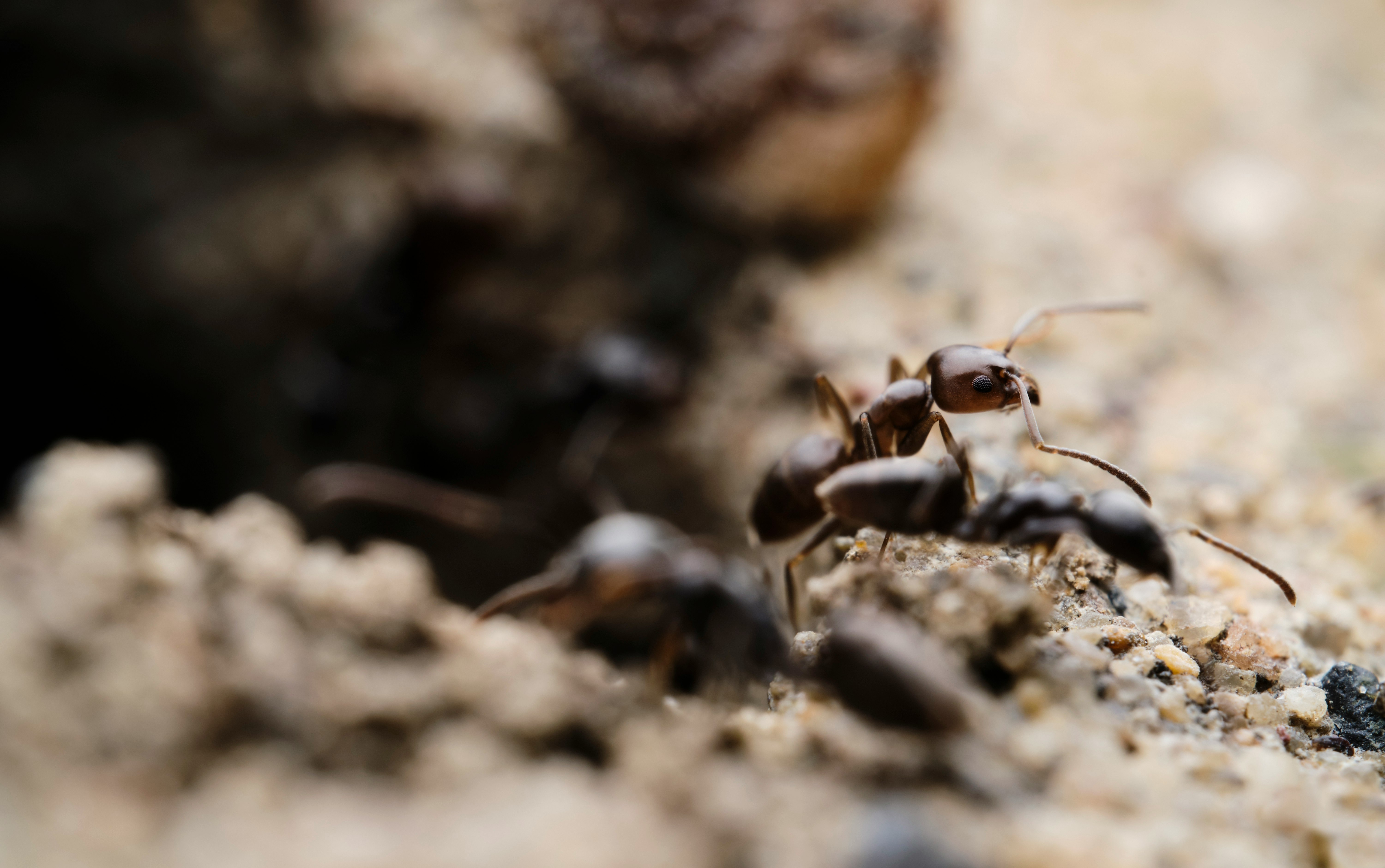 brown ant on brown soil