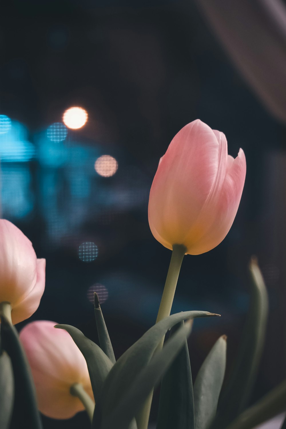 pink tulip in bloom during night time