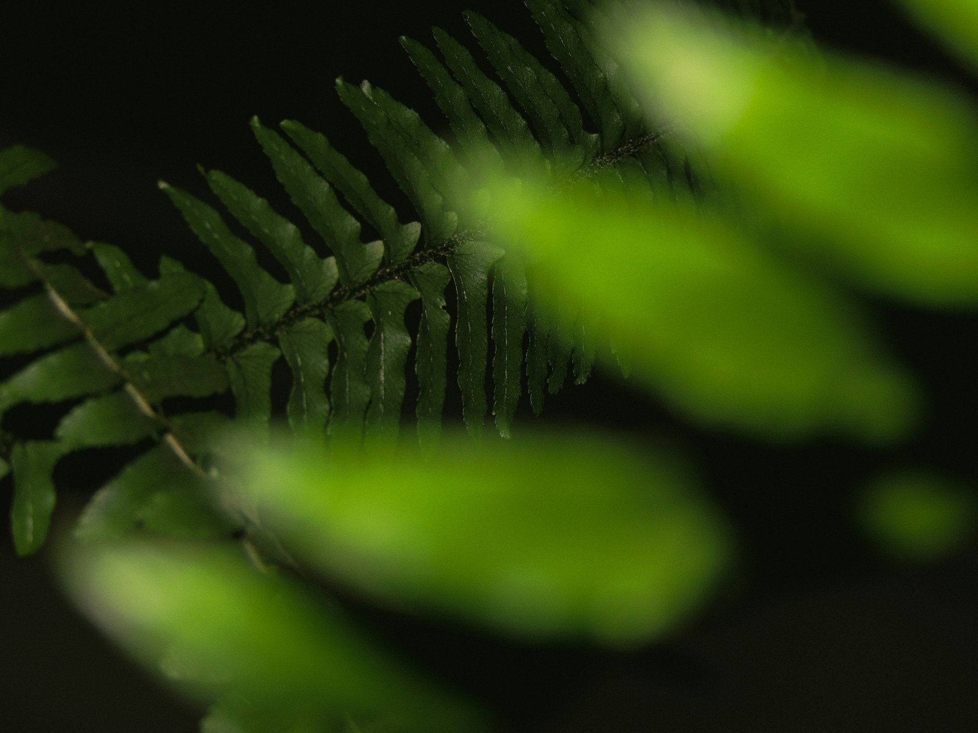 green fern plant in close up photography