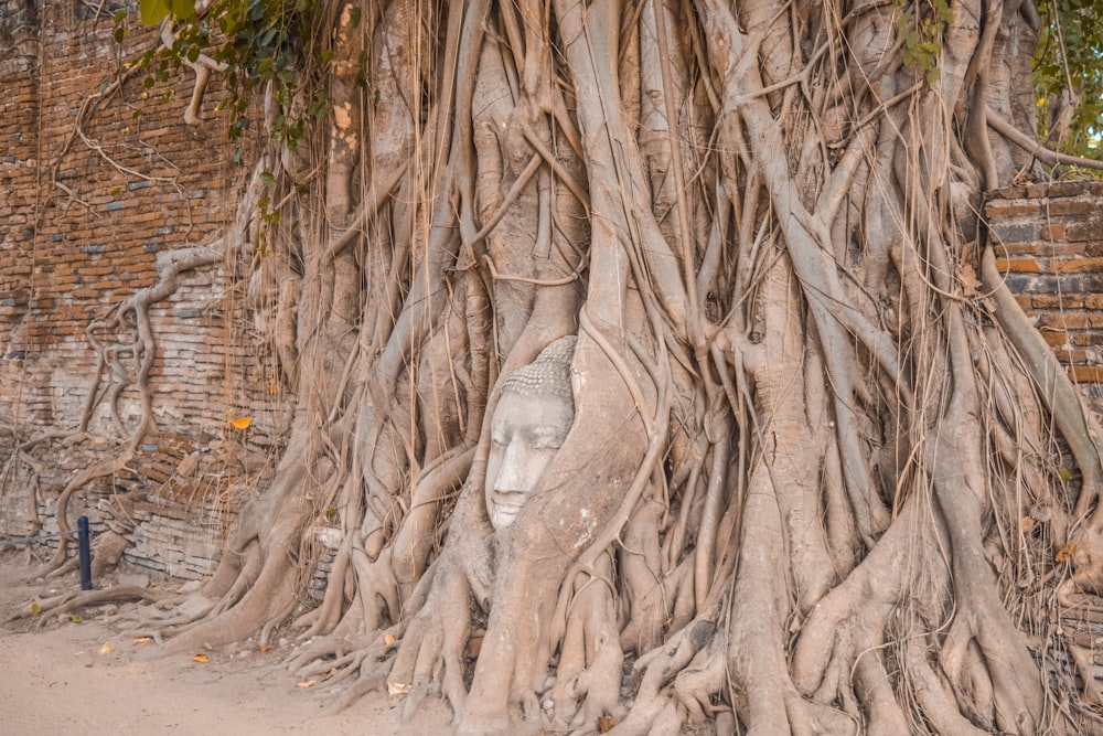 tronc d’arbre brun sur sable brun