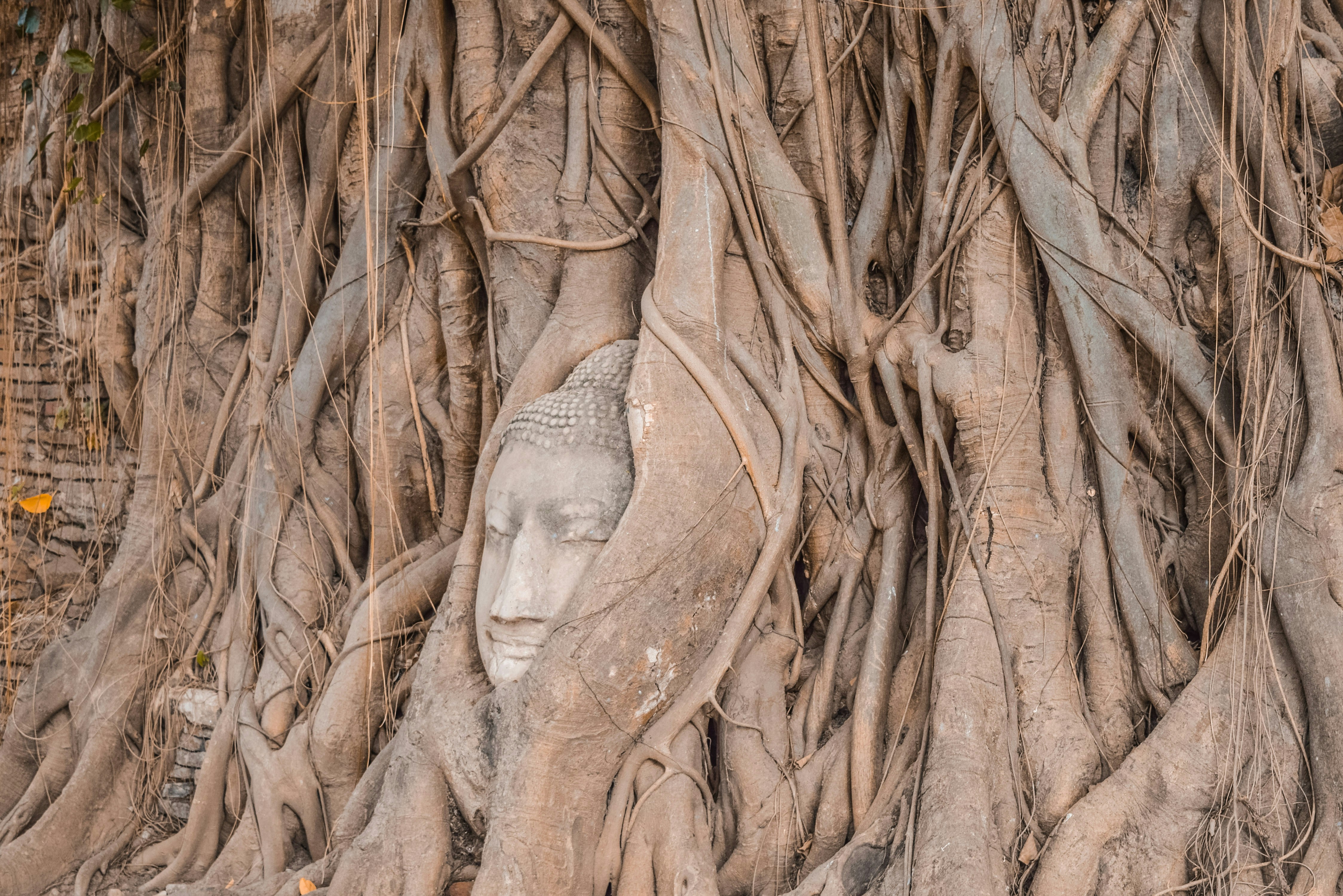 תולדות השילוש האפל בעידן הנעורות