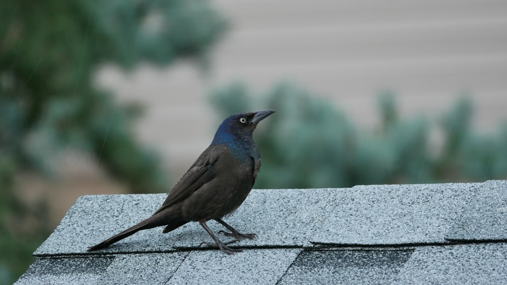 black and blue bird on gray concrete surface during daytime