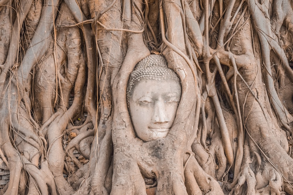 brown concrete face carved on brown tree