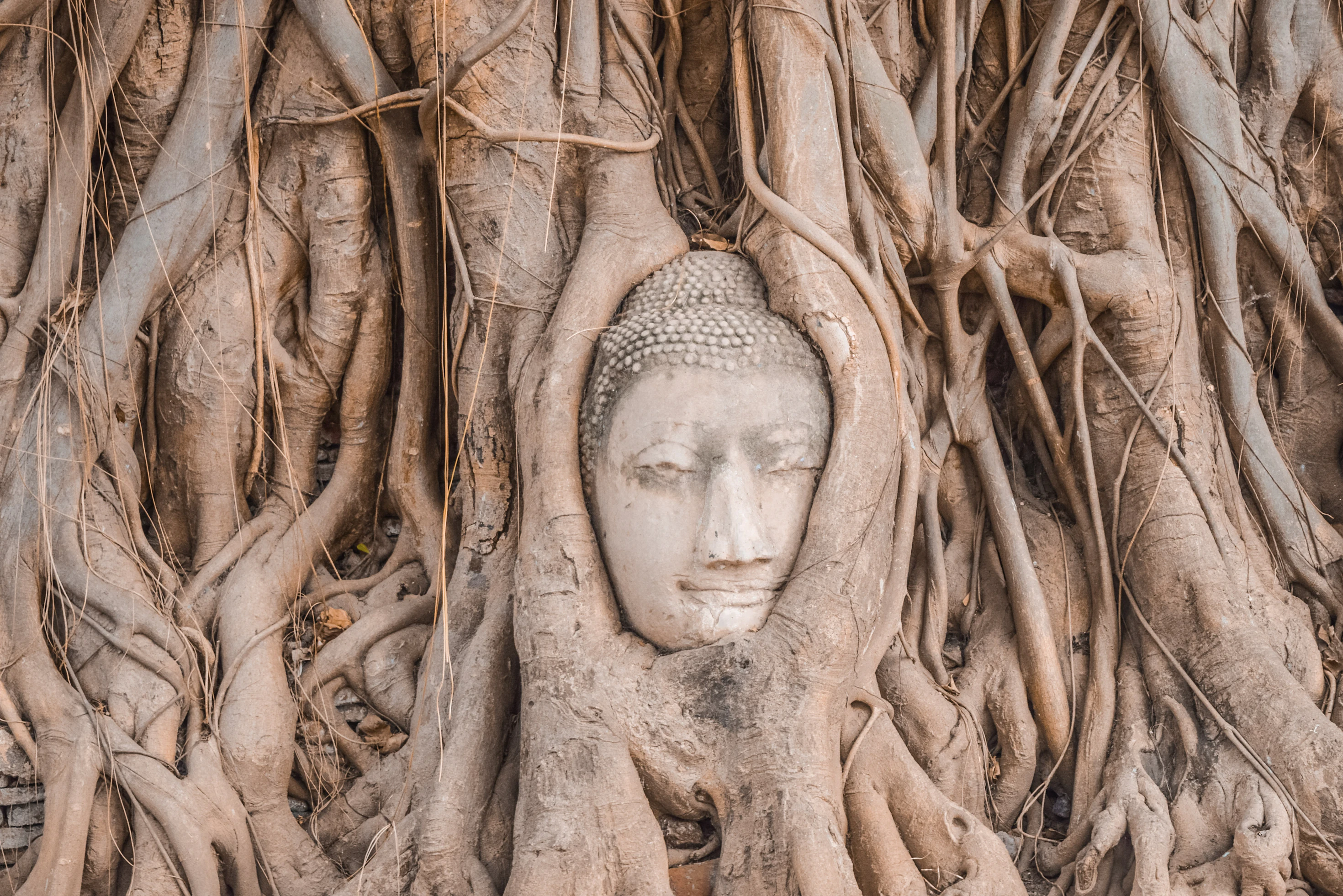 Steinerner Buddhakopf in den Wurzeln eines Baums in Ayutthaya