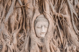 Intricate tree roots envelop and surround a stone sculpture of a serene face, likely a representation of a Buddha, integrated organically within the natural growth of the tree.