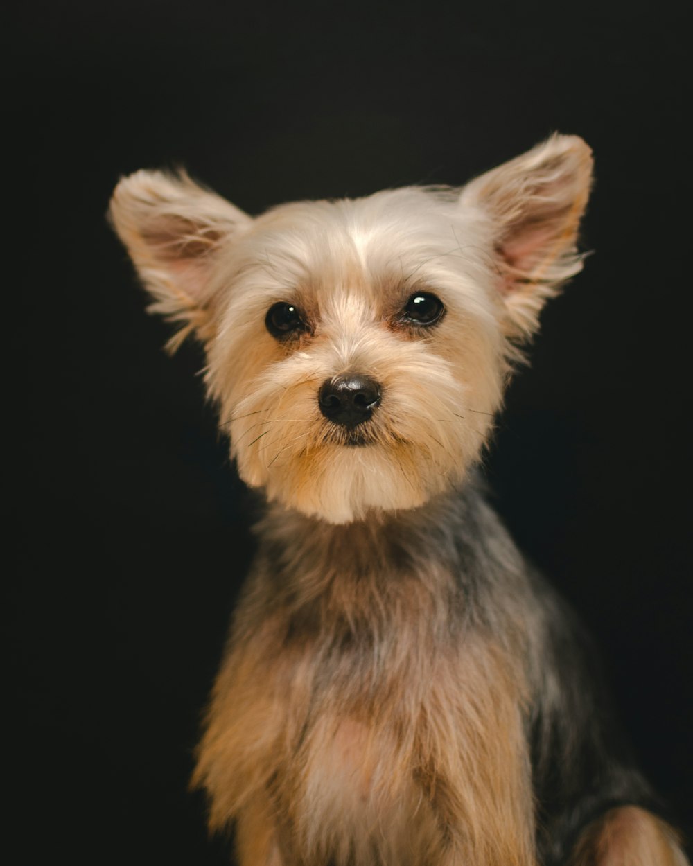 black and tan yorkshire terrier puppy