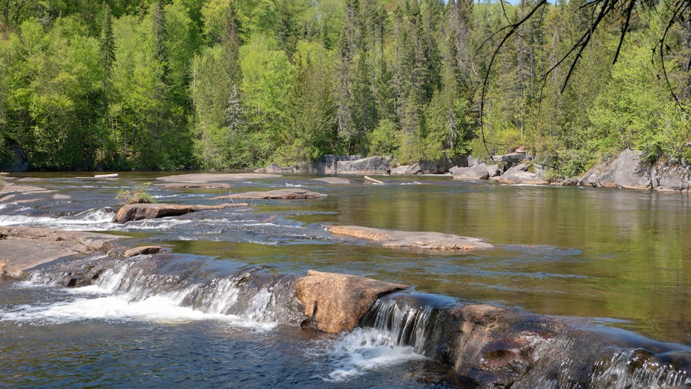 green trees beside river during daytime