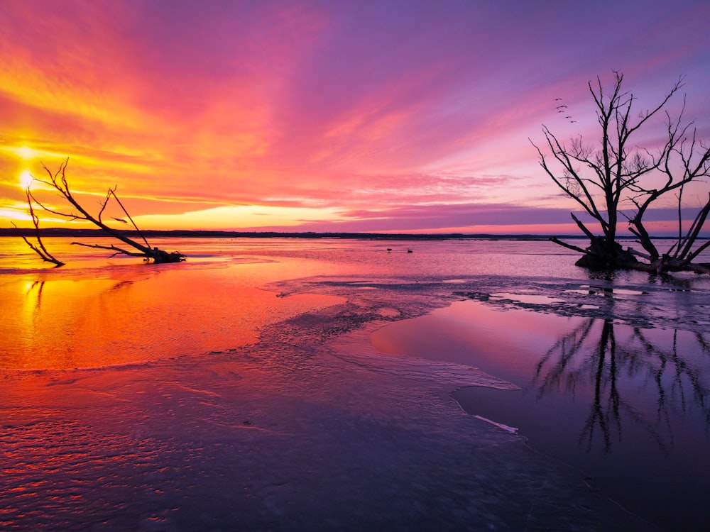 leafless tree on seashore during sunset