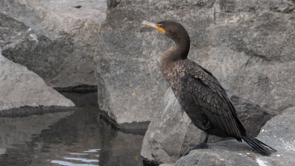 black and white duck on body of water during daytime