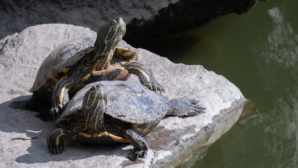 black and yellow turtle on gray rock