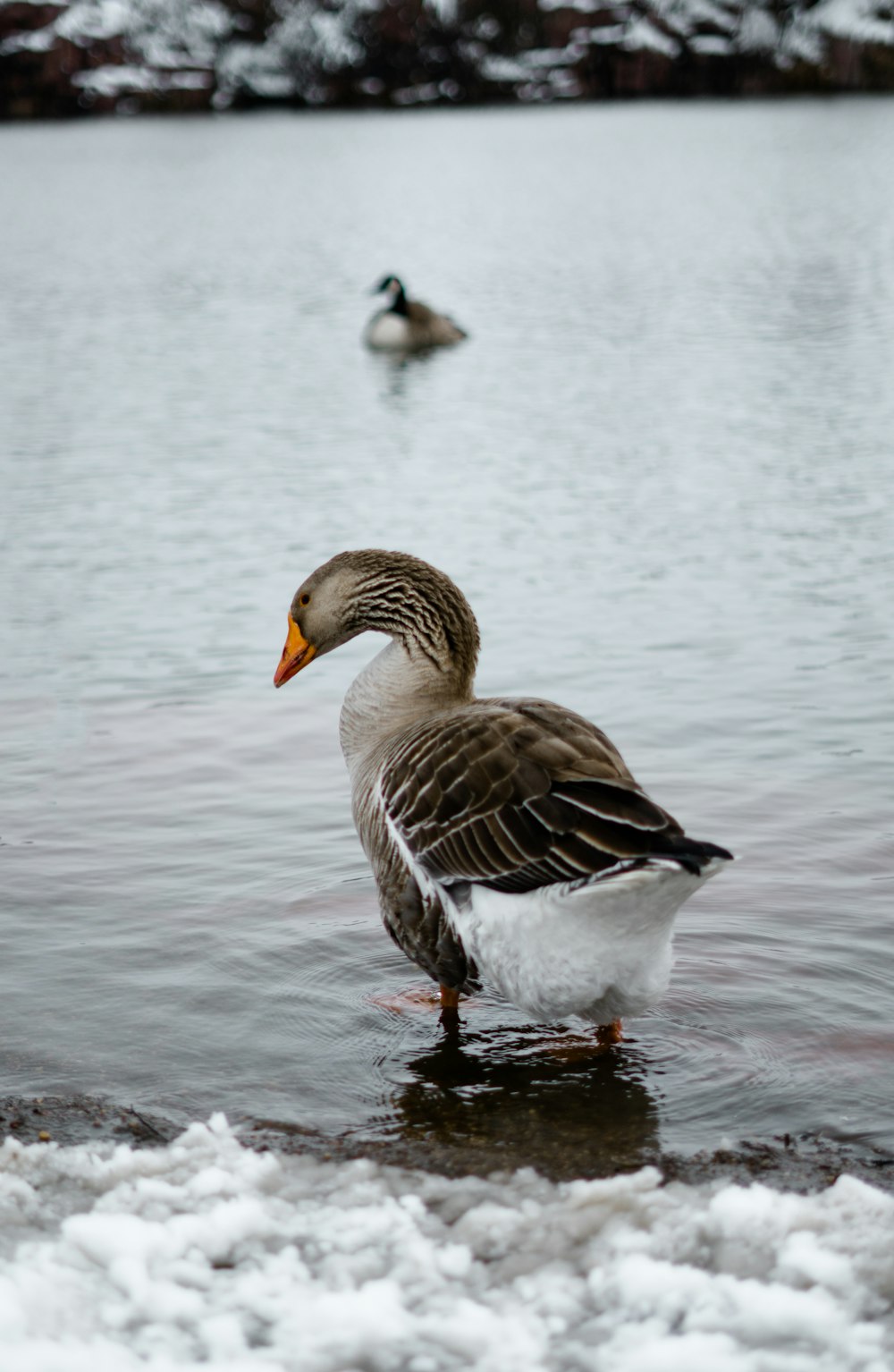 brown and white duck on water during daytime