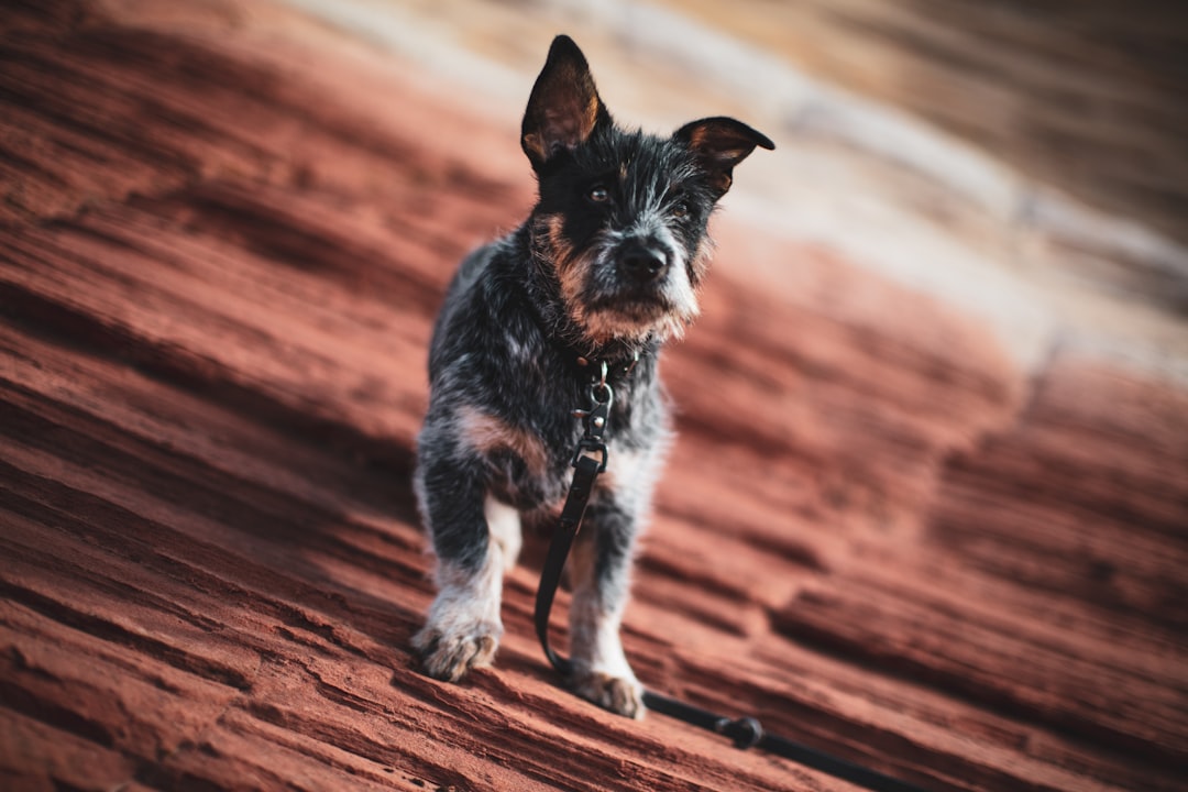 black and white short coated small dog running on brown wooden floor