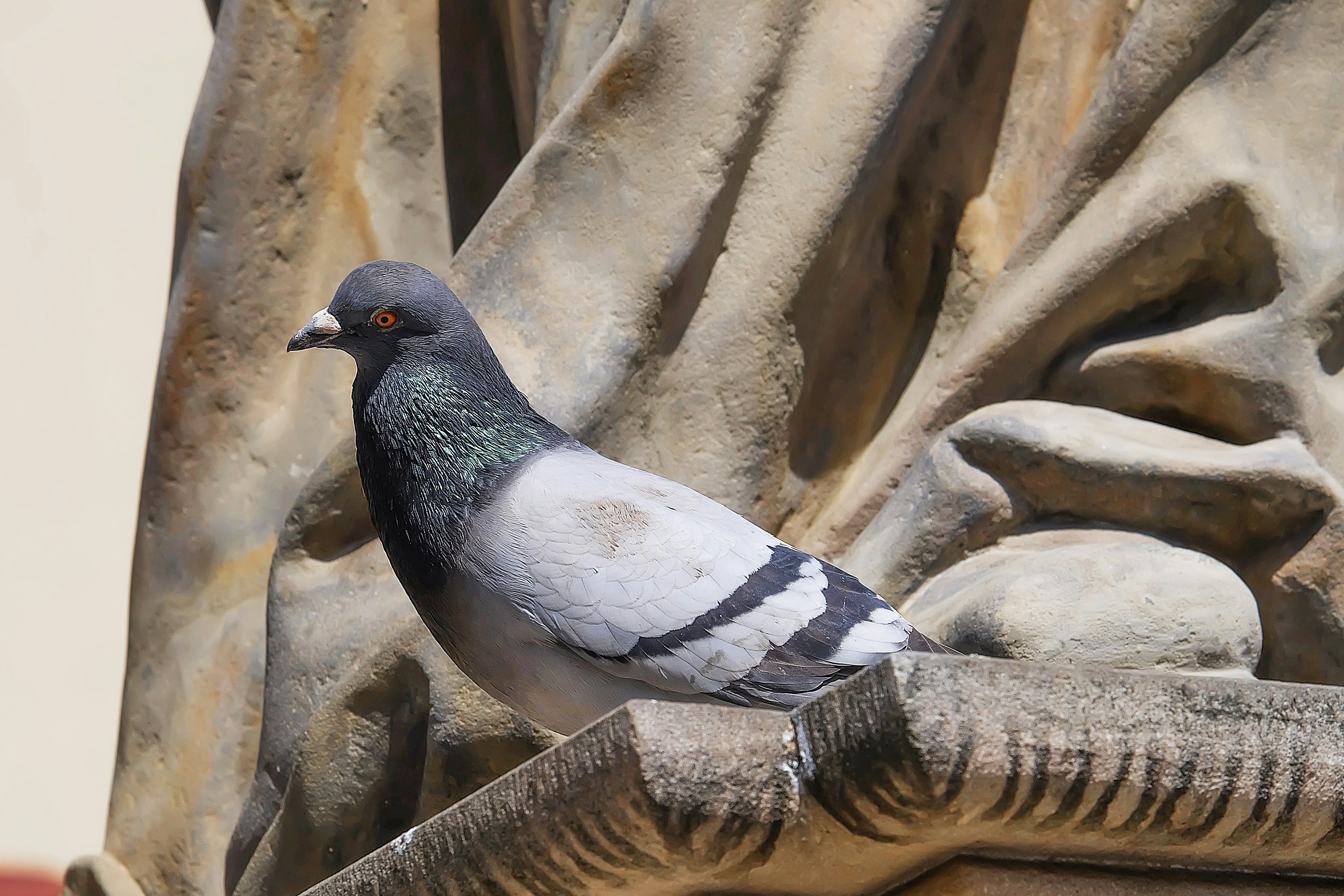 black and white bird on brown tree trunk