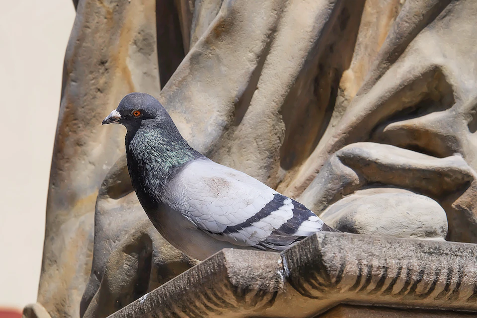 Pigeon perched on a stone wall, facing right, with distinctive gray and white feathers