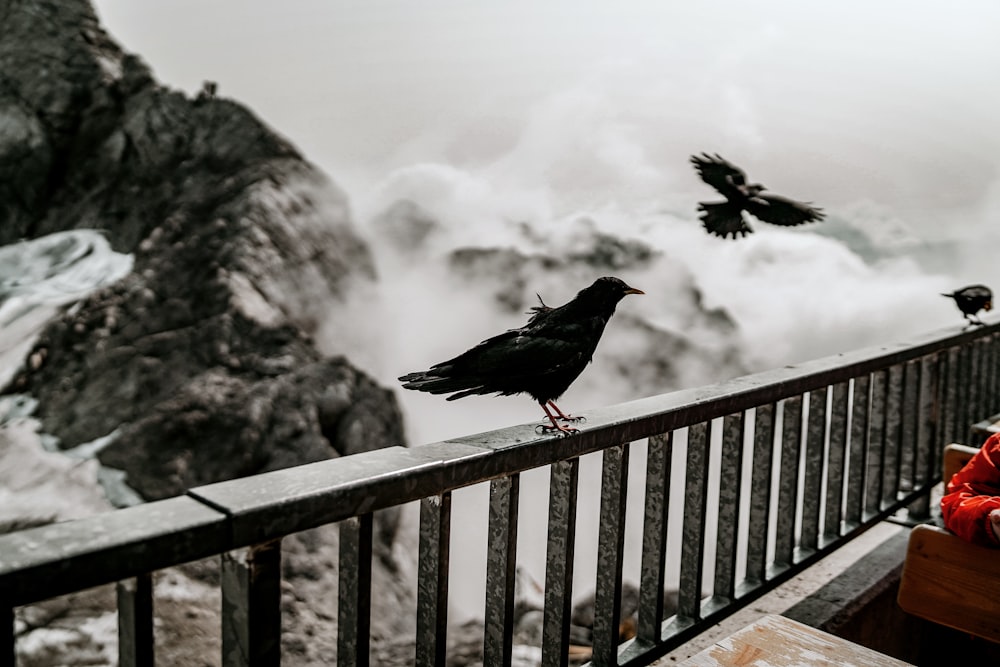 black bird on brown wooden fence during daytime