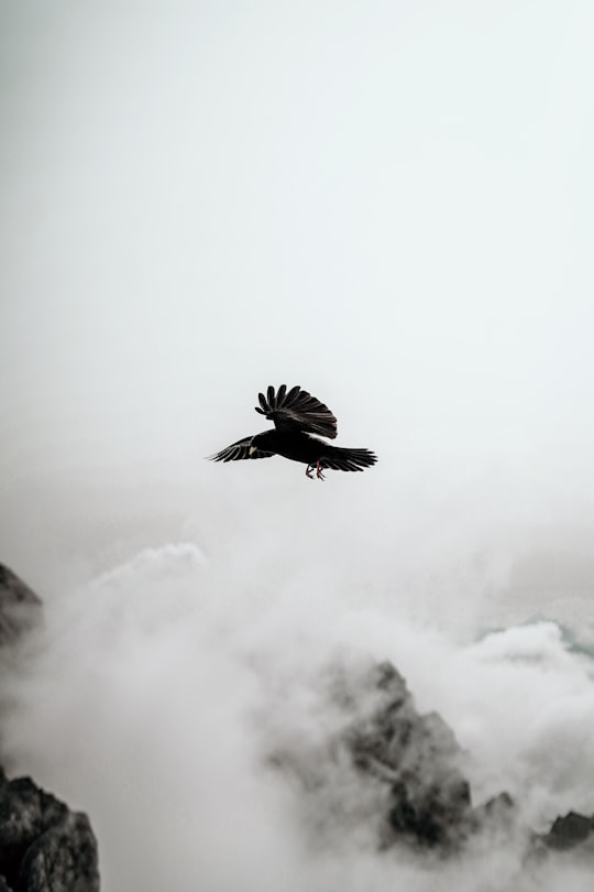 black and white bird flying in Dachstein glacier Austria