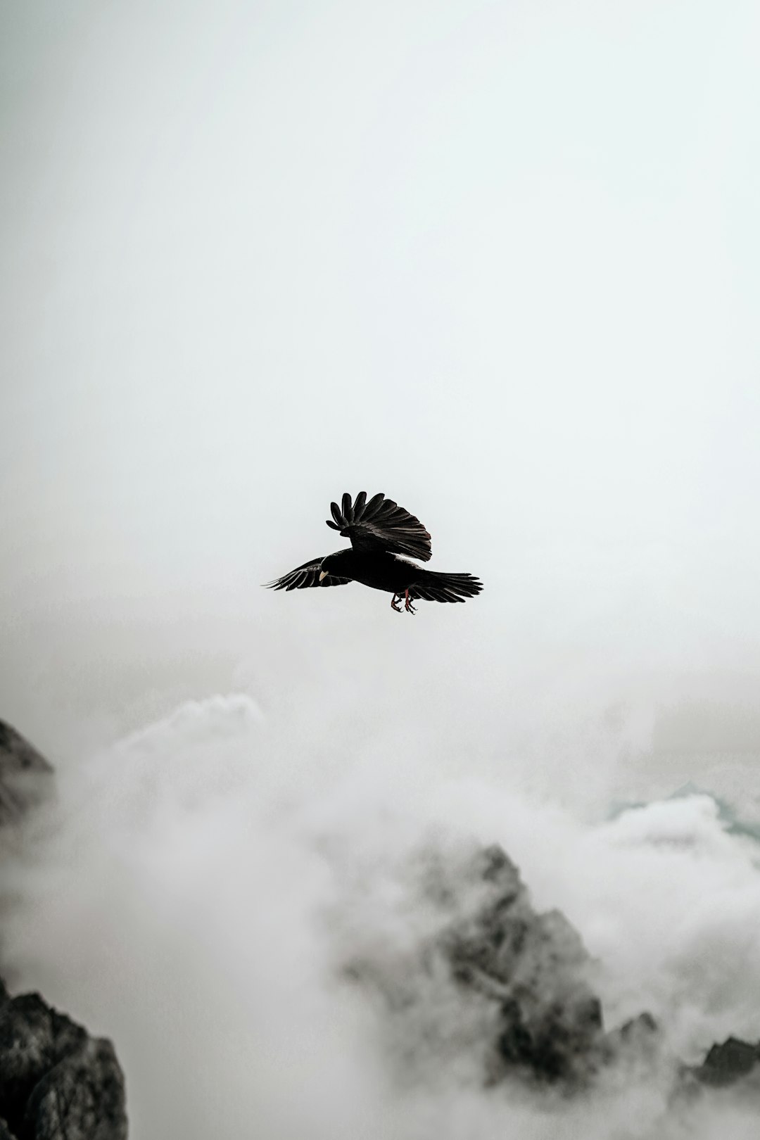 black and white bird flying