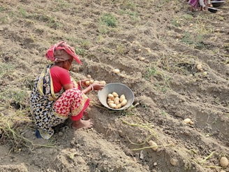 A person is harvesting potatoes from the ground in a field. The individual wears a colorful patterned outfit and is crouched down, collecting potatoes and placing them into a metal bowl. The field is filled with dry soil and scattered potato plants.