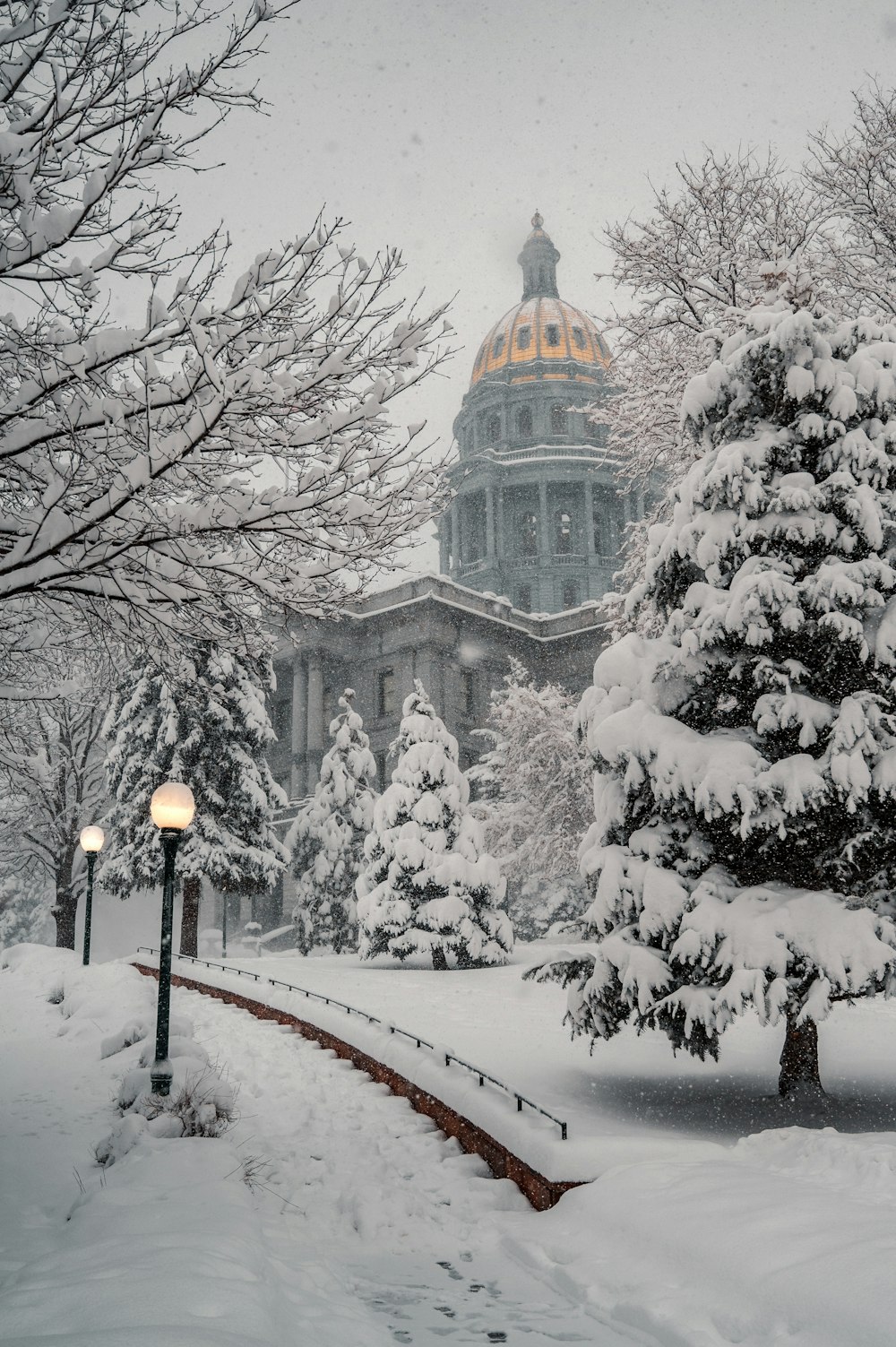 snow covered trees and road