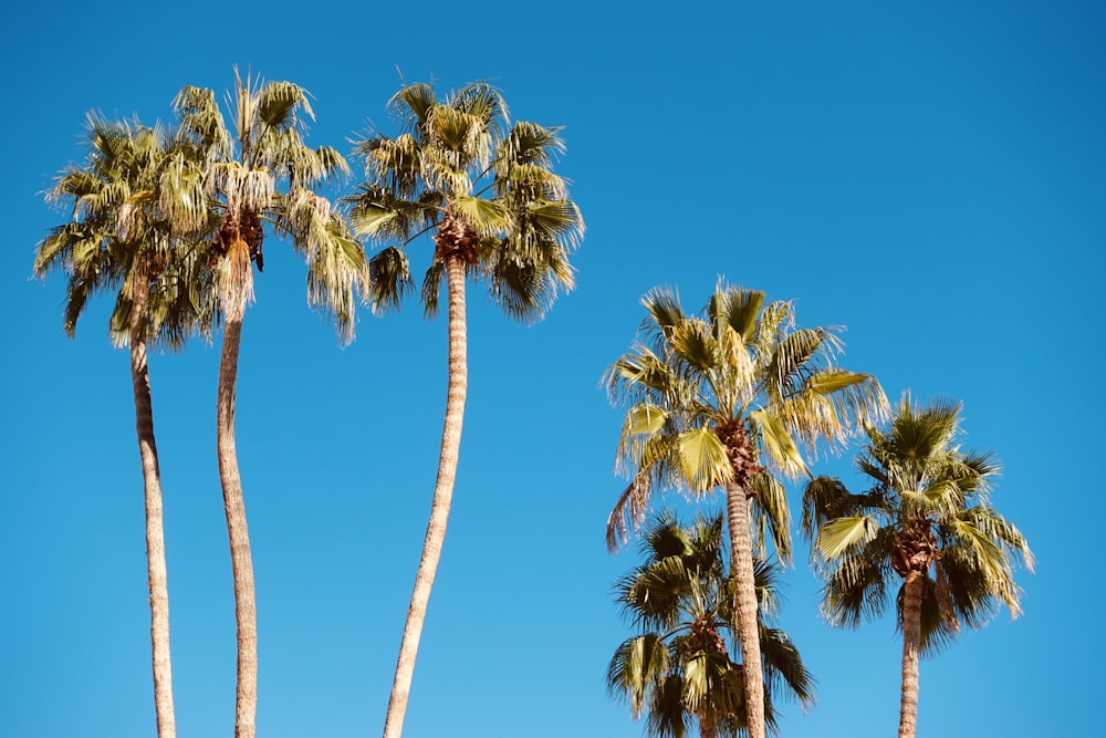 green palm trees under blue sky during daytime