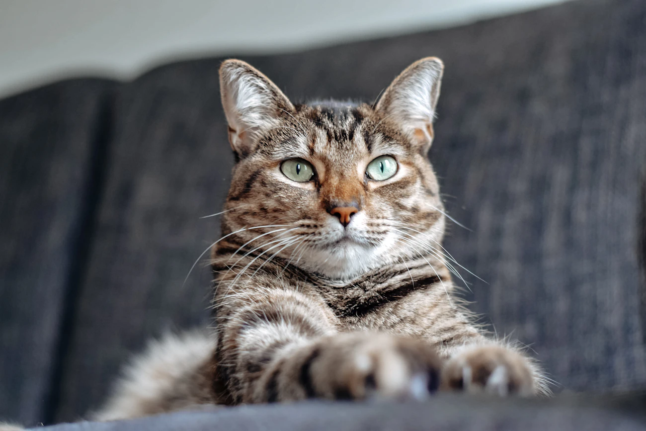 ソファで前足を伸ばす縞模様の猫
