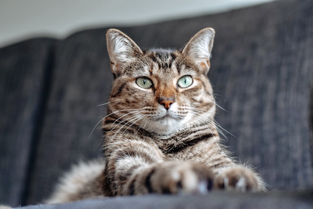 brown tabby cat lying on white textile