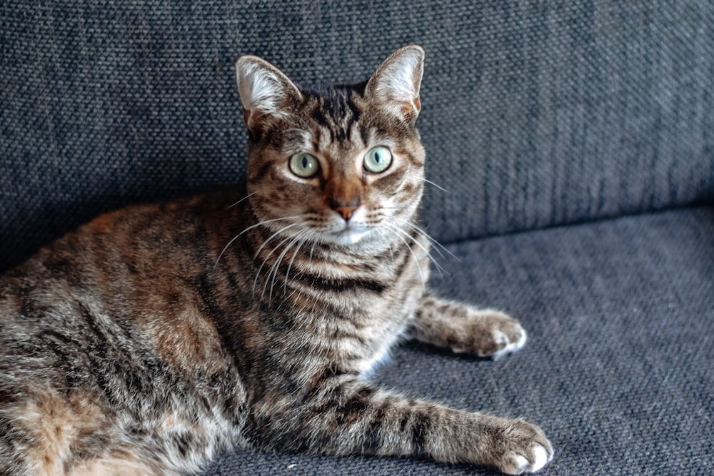 chat tigré brun sur un canapé gris