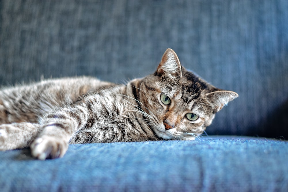 chat tigré brun couché sur textile bleu