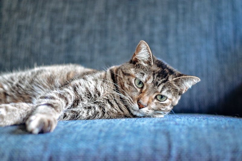Kitten Nutrition