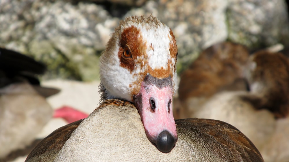 brown and white duck on gray rock