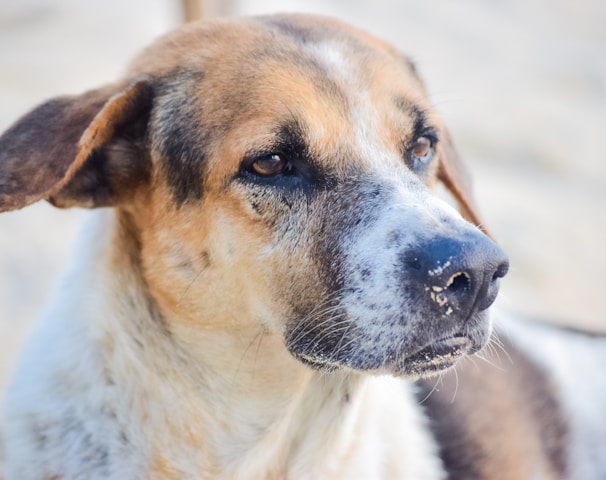 brown and white short coated dog