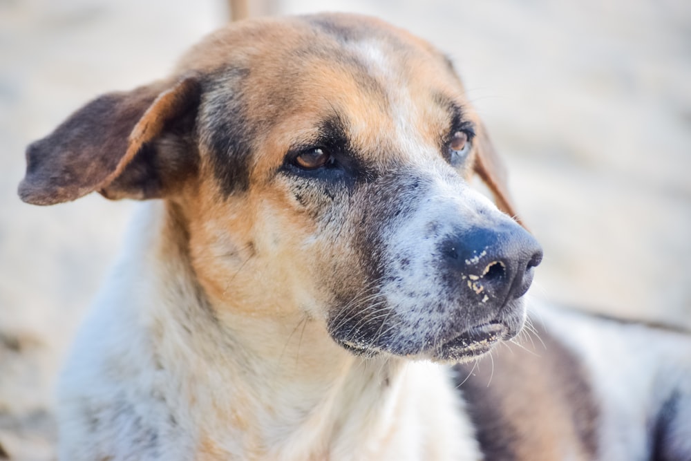 brown and white short coated dog