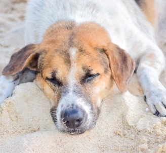 white and brown short coated dog lying on white sand during daytime