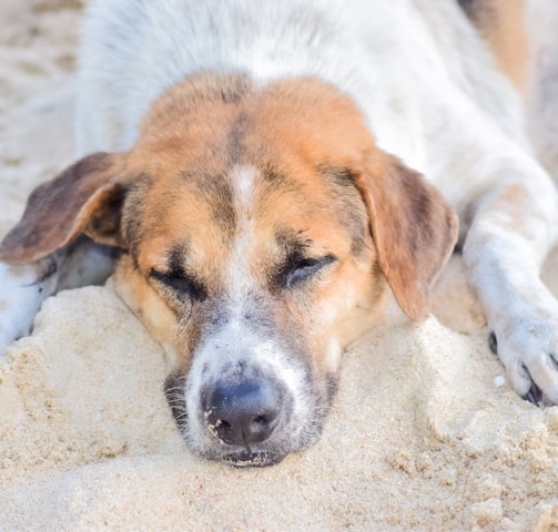 white and brown short coated dog lying on white sand during daytime